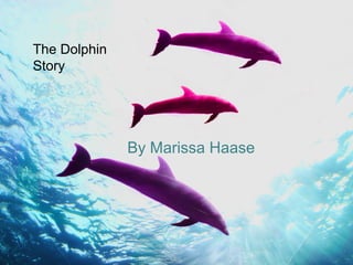 By Marissa Haase
The Dolphin
Story
 