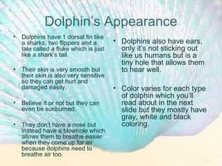 Dolphin’s Appearance
• Dolphins have 1 dorsal fin like
a sharks, two flippers and a
tale called a fluke which is just
like a shark’s tail.
• Their skin is very smooth but
their skin is also very sensitive
so they can get hurt and
damaged easily.
• Believe it or not but they can
even be sunburned.
• They don’t have a nose but
instead have a blowhole which
allows them to breathe easier
when they come up for air
because dolphins need to
breathe air too.
• Dolphins also have ears,
only it’s not sticking out
like us humans but is a
tiny hole that allows them
to hear well.
• Color varies for each type
of dolphin which you’ll
read about in the next
slide but they mostly have
gray, white and black
coloring.
 