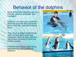 Behavior of the dolphins
• Most of the time dolphins are very
friendly, playful, acrobatic and
intelligent.
• Dolphins are also very smart for
animals because they have the
mind most two year old humans
have.
• They have a closer relationship
with humans than most sea
creatures which is why dolphins
will protect humans if there are
sharks nearby
• Dolphins are mostly seen living
and traveling with groups of
dolphins.
 