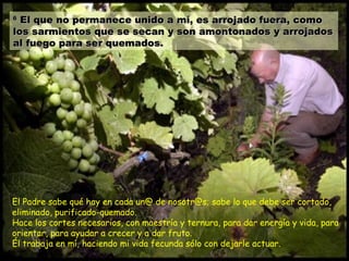 66
El que no permanece unido a mí, es arrojado fuera, comoEl que no permanece unido a mí, es arrojado fuera, como
los sarmientos que se secan y son amontonados y arrojadoslos sarmientos que se secan y son amontonados y arrojados
al fuego para ser quemados.al fuego para ser quemados.
El Padre sabe qué hay en cada un@ de nosotr@s; sabe lo que debe ser cortado,
eliminado, purificado-quemado.
Hace los cortes necesarios, con maestría y ternura, para dar energía y vida, para
orientar, para ayudar a crecer y a dar fruto.
Él trabaja en mí, haciendo mi vida fecunda sólo con dejarle actuar.
 