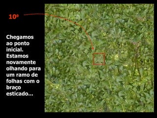 Chegamos ao ponto inicial. Estamos novamente olhando para um ramo de folhas com o braço esticado... 10 0 