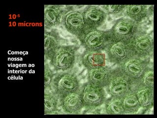 Começa nossa viagem ao interior da célula  10 -5 10 mícrons 