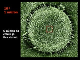 O núcleo da célula já fica visível. 10 -6 1 micron 