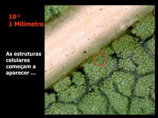 As estruturas celulares começam a aparecer ... 10 -3 1 Milímetro 