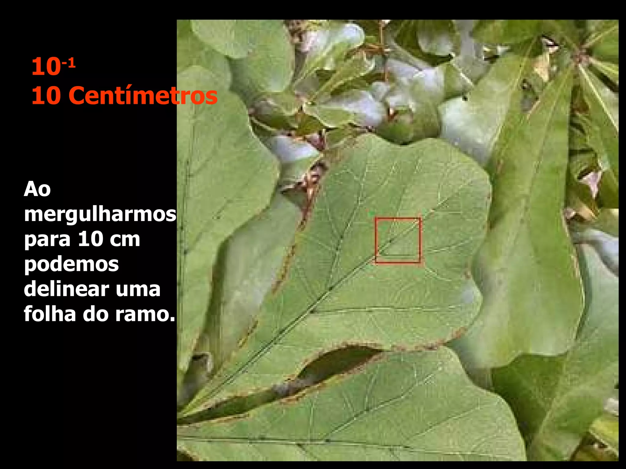 Ao mergulharmos  para 10 cm podemos delinear uma folha do ramo. 10 -1 10 Centímetros 