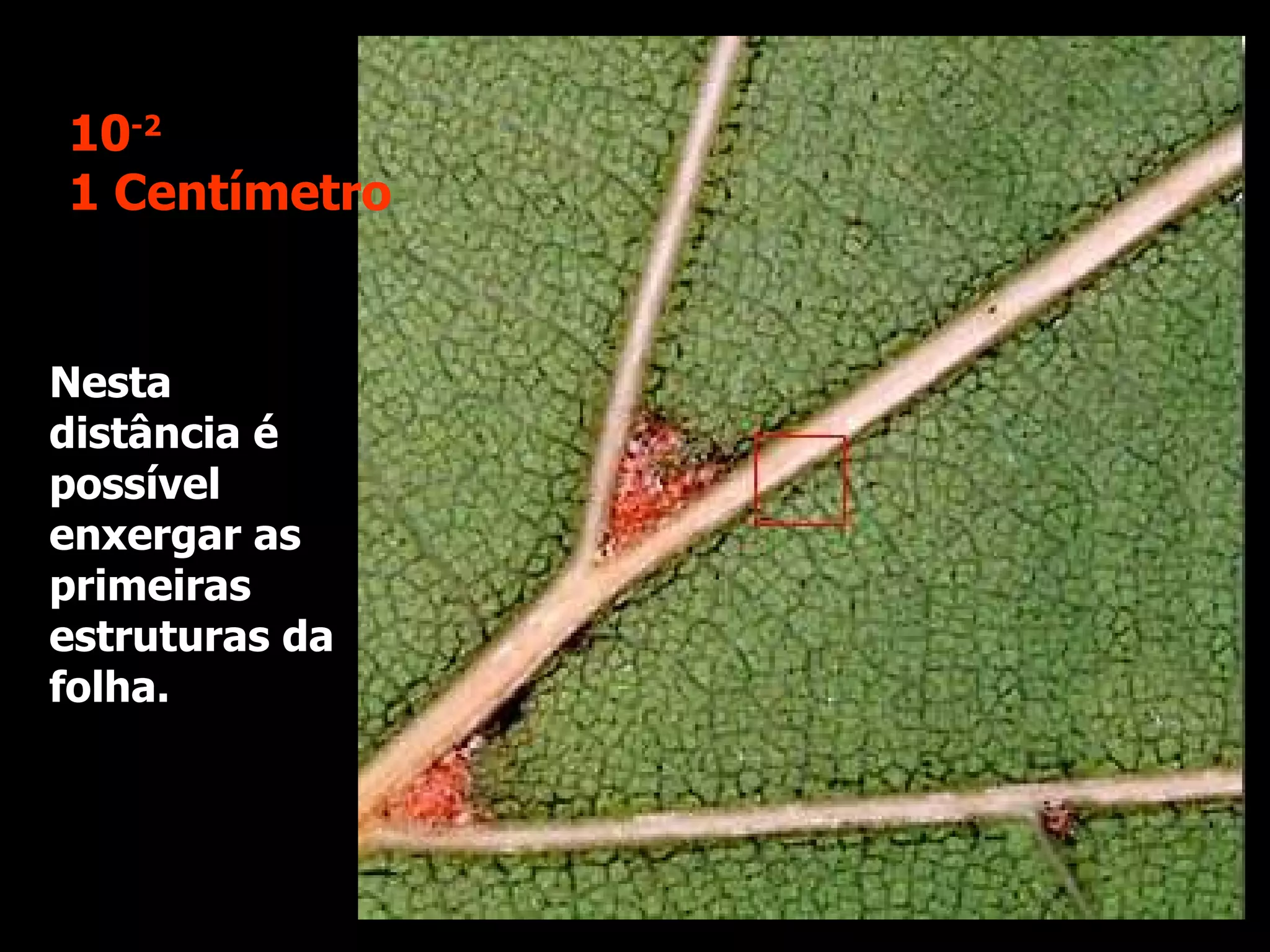 Nesta distância é possível enxergar as primeiras estruturas da folha. 10 -2 1 Centímetro 