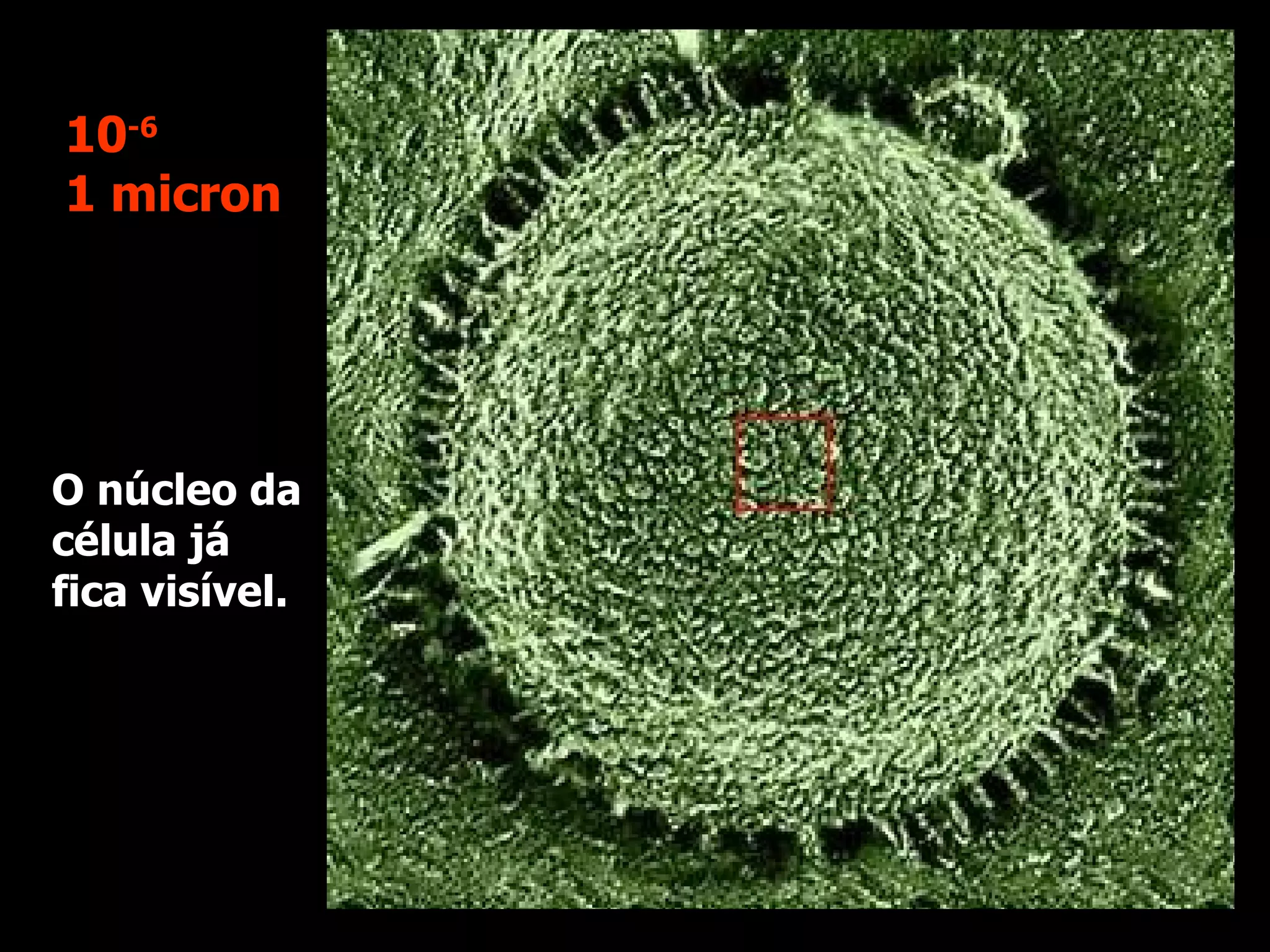 O núcleo da célula já fica visível. 10 -6 1 micron 