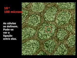 As células se definem. Pode-se ver a ligação entre elas. 10 -4 100 mícrons 