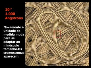 Novamente a unidade de medida muda para se adaptar ao minúsculo tamanho.Os cromossomas aparecem. 10 -7 1.000 Angstrons 