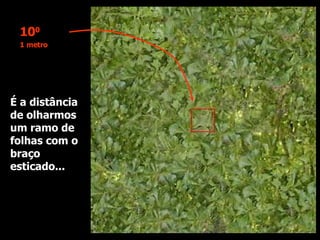 É a distância de olharmos um ramo de folhas com o braço esticado... 10 0 1 metro 
