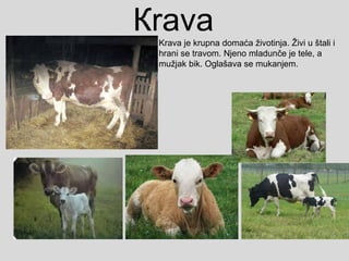 КravaKrava je krupna domaća životinja. Živi u štali i
hrani se travom. Njeno mladunče je tele, a
mužjak bik. Oglašava se mukanjem.
 