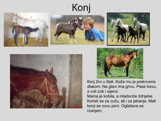 Кonj
Кonj živi u štali. Koža mu je prekrivena
dlakom. Na glavi ima grivu. Pase travu,
a voli zob i sijeno.
Mama je kobila, a mladunče ždrijebe.
Koristi se za vuču, ali i za jahanje. Mali
konji se zovu poni. Oglašava se
rzanjem.
 