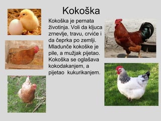 Kokoška
Кokoška je pernata
životinja. Voli da kljuca
zrnevlje, travu, crviće i
da čeprka po zemlji.
Mladunče kokoške je
pile, a mužjak pijetao.
Kokoška se oglašava
kokodakanjem, a
pijetao kukurikanjem.
 
