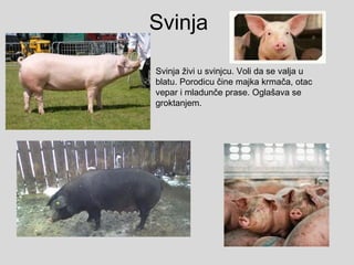 Svinja
Svinja živi u svinjcu. Voli da se valja u
blatu. Porodicu čine majka krmača, otac
vepar i mladunče prase. Oglašava se
groktanjem.
 