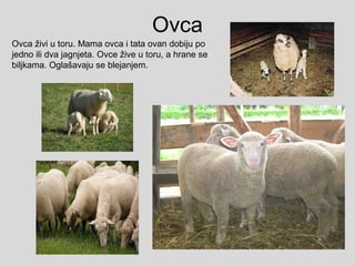 Ovca
Ovca živi u toru. Mama ovca i tata ovan dobiju po
jedno ili dva jagnjeta. Ovce žive u toru, a hrane se
biljkama. Oglašavaju se blejanjem.
 