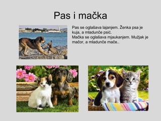 Pas i mačka
Pas se oglašava lajanjem. Ženka psa je
kuja, a mladunče psić.
Mačka se oglašava mjaukanjem. Mužjak je
mačor, a mladunče mače..
 