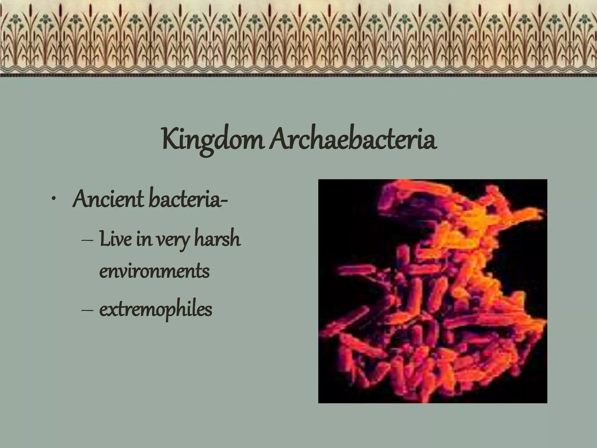DOMAIN-KINGDOM-PHYLUM.pptx