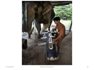 23 July 2014 Mohsen Eslampanah 10
 