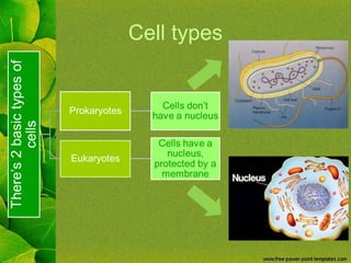 Cell types 