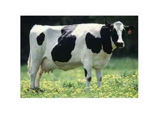 Doman - Farm Animals.pptx