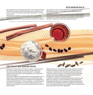 Воск выделяется восковыми железами пчел в виде восковых
пластинок, которые пчелы используют для строительства
сотов. За сезон пчелиная семья может произвести от 0,5 до
2,0 кг воска.
Пчелиный воск является самым традиционным, востребо-
ванным и безопасным для технологической обработки. Он
может храниться длительный период без изменения основных
характеристик. Эти качества делают воск идеальной «тарой»
для хранения мёда и используются для сохранения других
продуктов питания*.
Оказывается, воскоподобные вещества могут вырабатывать не
только насекомые, но и растения. Если сорвать с ветки яблоко
и потереть его, появится характерный восковой глянец. На по-
верхности плодов он служит для сохранения влаги.
ПЧЕЛИНЫЙ ВОСК
ЭКСТРАКТ ВОСКОВОЙ МОЛИ
Большая восковая моль (пчелиная огневка) - серые мотыль-
ки, жизнь которых зависит от наличия в рационе воска.
Личинки восковой моли питаются воском, т.к. обладают
удивительной способностью переваривать этот химически
инертный продукт.
Некоторые вирусы и бактерии имеют защитную оболочку, по
свойствам напоминающую воск и очень устойчивую к дей-
ствию лекарственных средств. Пищеварительные ферменты
личинок восковой моли – липаза и цераза – расщепляют воск
на простые составляющие и, таким же образом, могут раз-
рушать воскоподобные капсулы микроорганизмов, лишая их
своей защиты.
Хорошо известно, что длительное использование экстракта
пчелиной огневки в пищу или в качестве косметического
средства способствует восстановлению функций органов
и тканей человека. Экстракт пчелиной огневки применяют,
прежде всего, для профилактики заболеваний сердечно-
сосудистой системы и органов дыхания.
О целебных свойствах личинок восковой моли известно уже
давно. Есть данные, что уже в XVII веке их рекомендовали
туберкулезным больным, старикам и бездетным женщинам.
В экстракте восковой моли заключена удивительная способ-
ность оказывать благоприятное воздействие на человеческий
организм, помогая ему быть здоровым.
*Пчелиный воск – официально разрешенная пищевая добавка для сохранения отдельных пищевых компонентов.
 