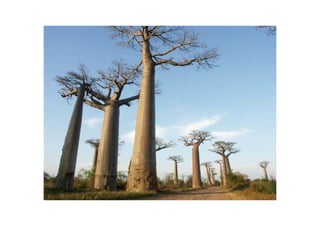 La lutte contre le paludisme, ou la lutte contre les paradoxes