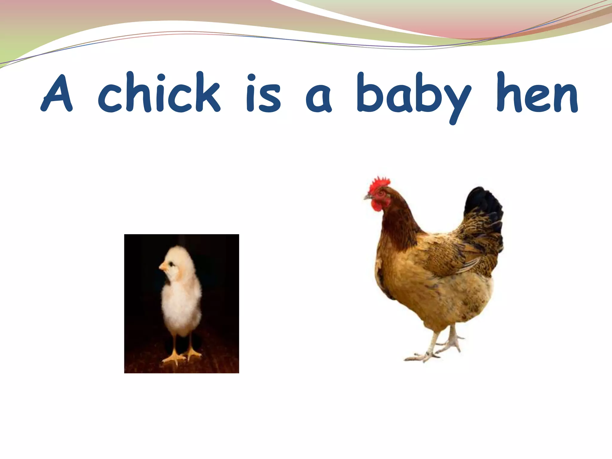 A chick is a baby hen