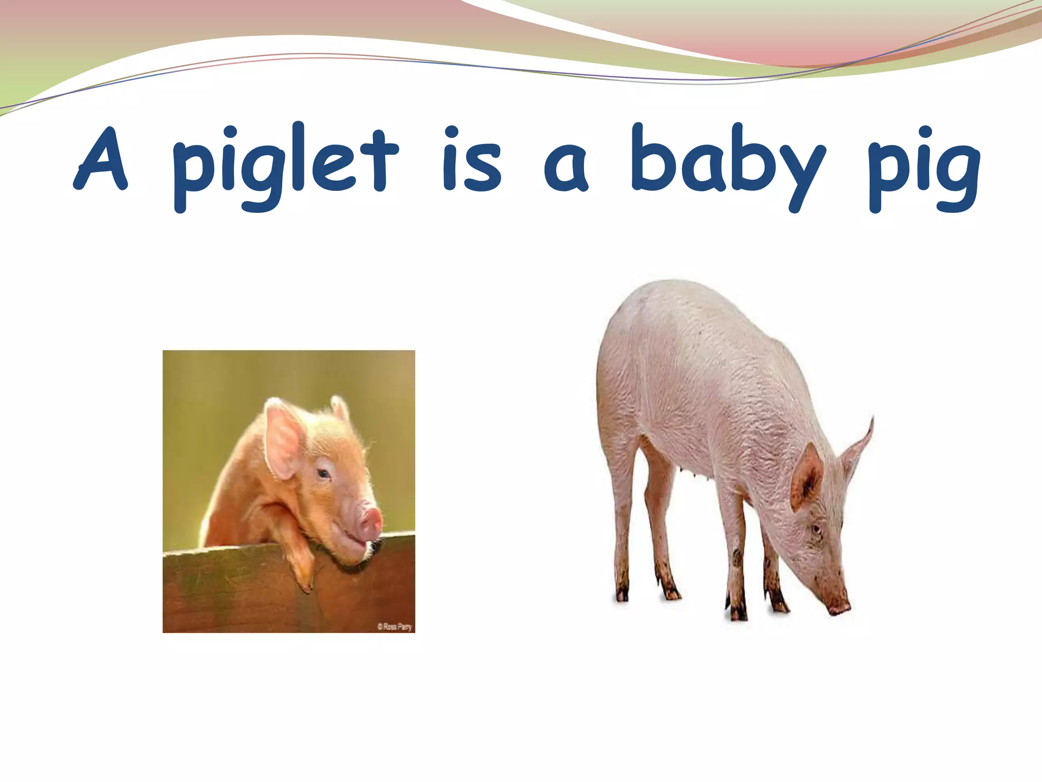 A piglet is a baby pig