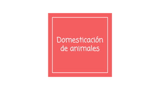 Domesticación
de animales
 