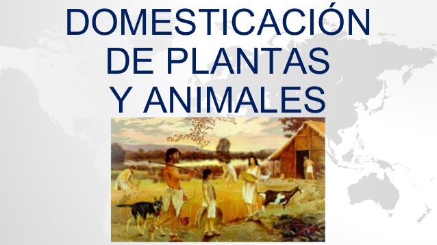 Resultado de imagen para PERÍODO NEOLÍTICO: DOMESTICACIÓN DE PLANTAS Y ANIMALES”