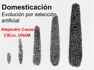 Domesticación
Evolución por selección
artificial
Alejandro Casas
CIEco, UNAM
 
