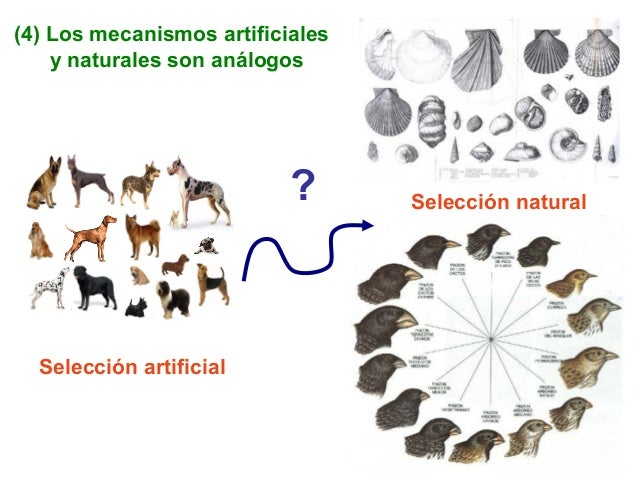Domesticación Evolución por selección artificial