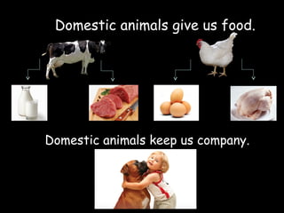 Domestic animals give us food.
Domestic animals keep us company.
 