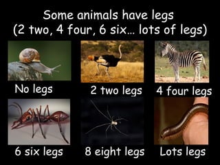 Some animals have legs
(2 two, 4 four, 6 six… lots of legs)
4 four legs2 two legsNo legs
6 six legs 8 eight legs Lots legs
 