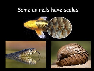 Some animals have scales
 