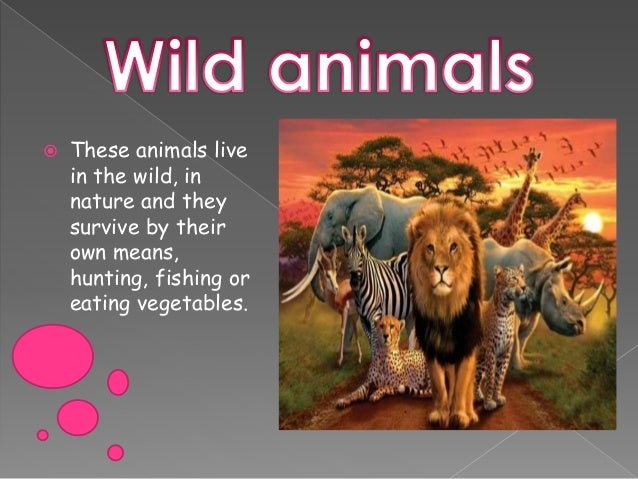 DOMESTIC US WILD ANIMALS
