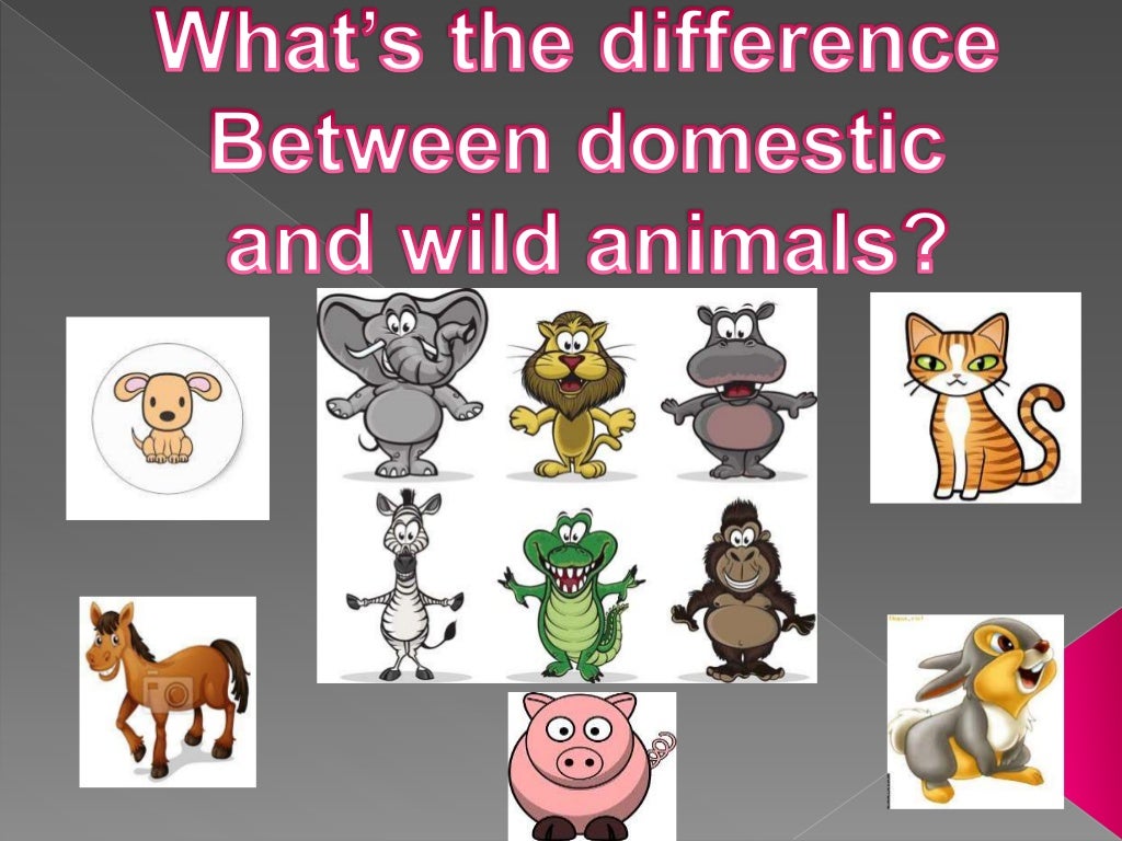 Domestic and wild animals