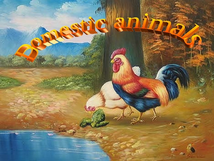 Domestic animals