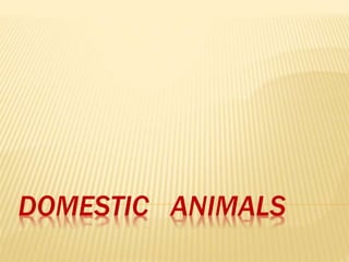 DOMESTIC ANIMALS 
 
