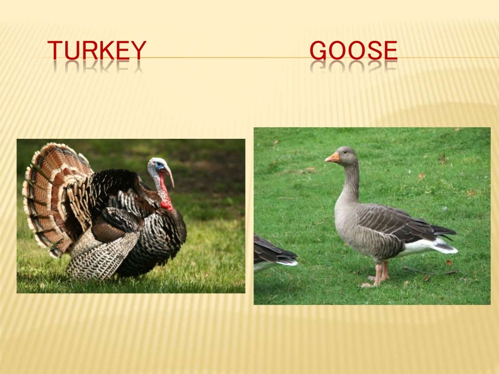 Domestic animals