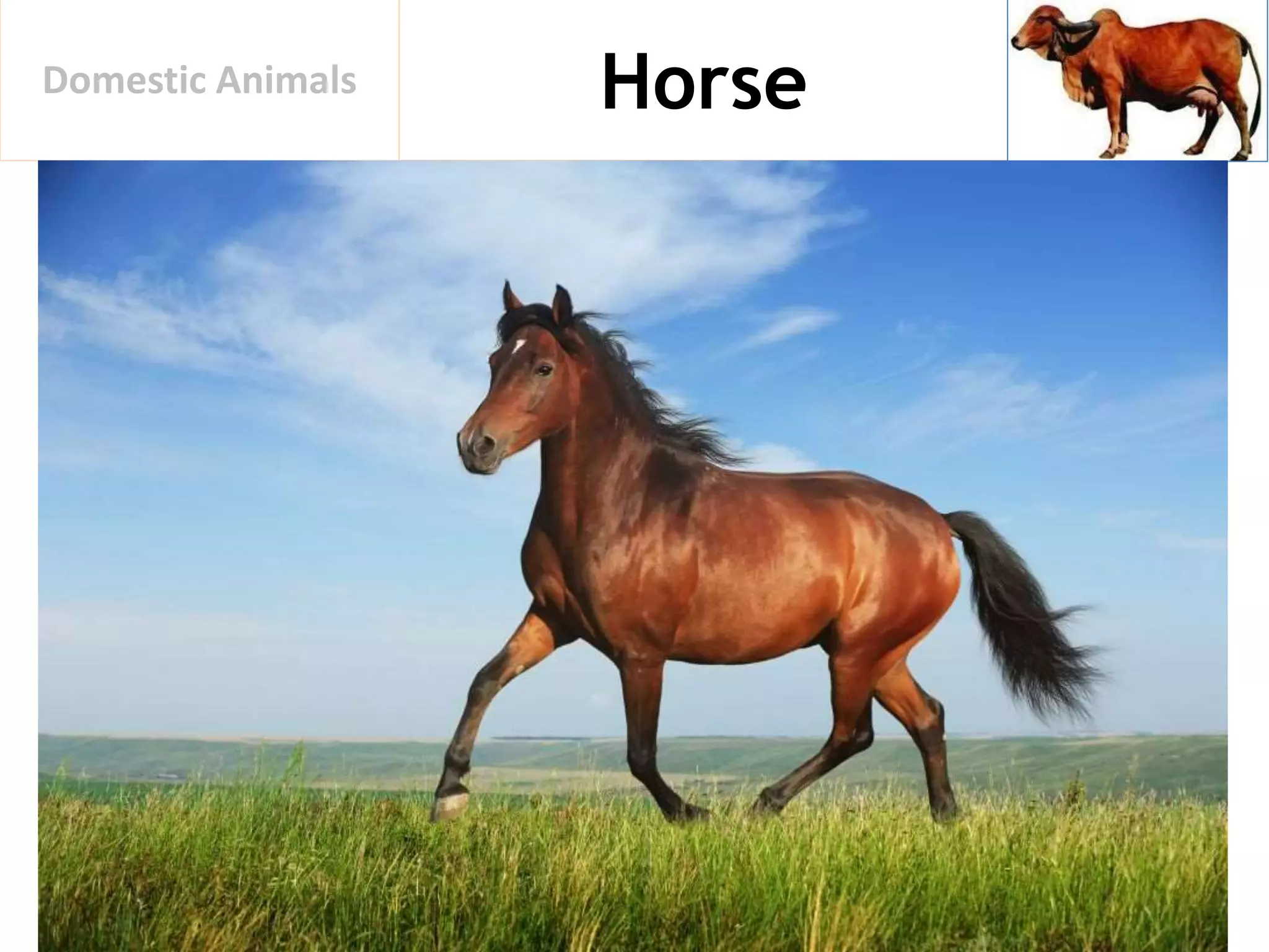 HorseDomestic Animals