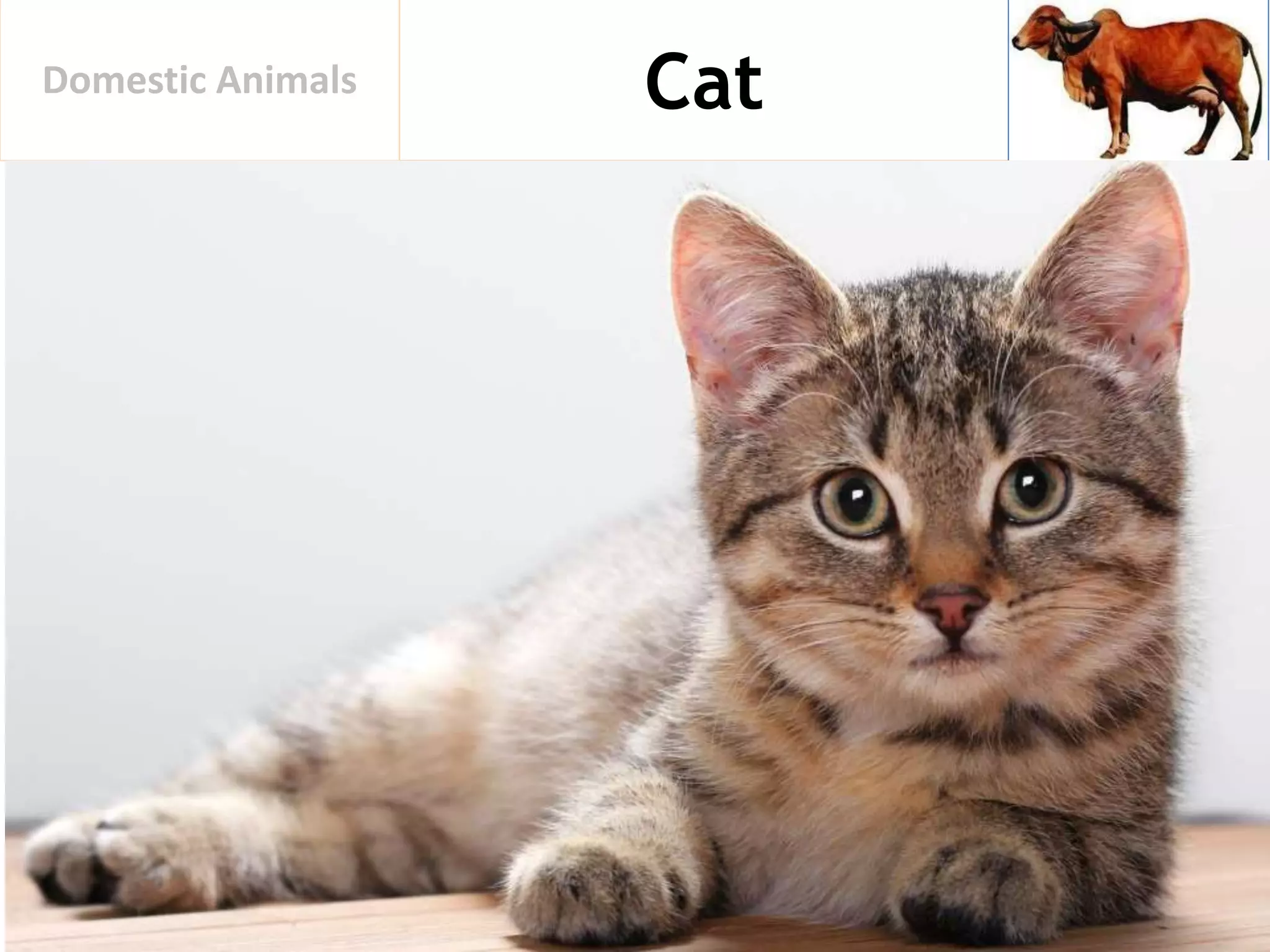 CatDomestic Animals