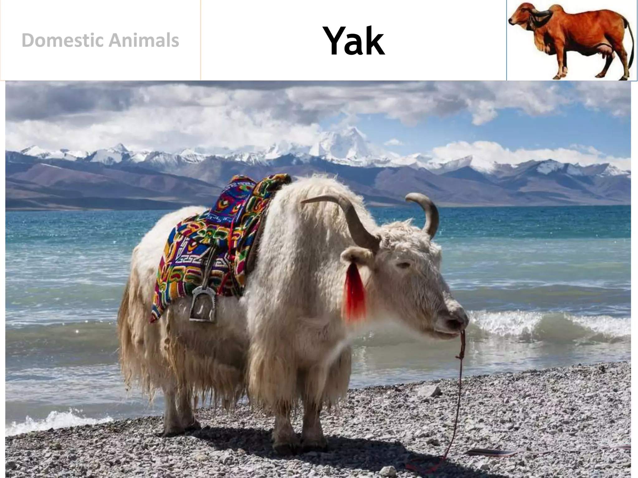 YakDomestic Animals
