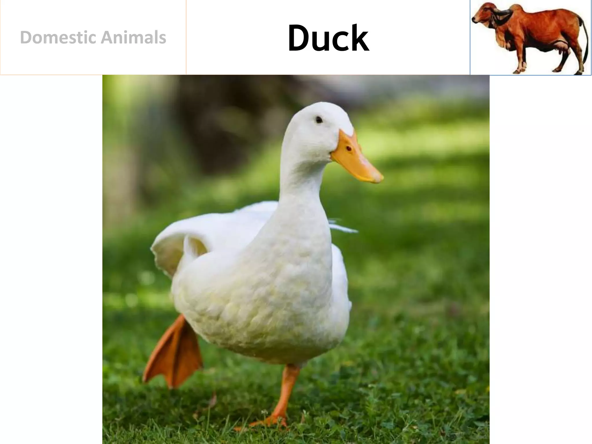 DuckDomestic Animals