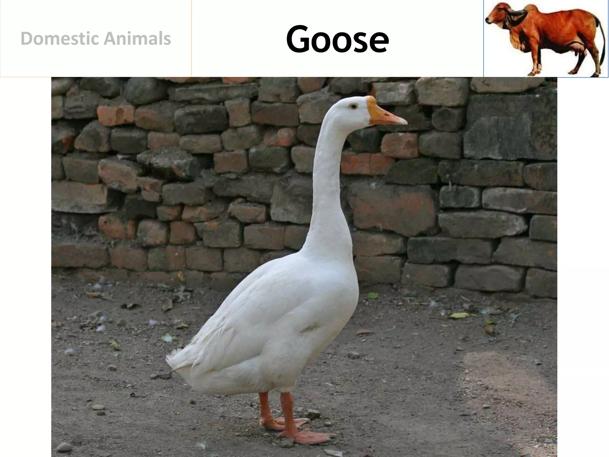 GooseDomestic Animals