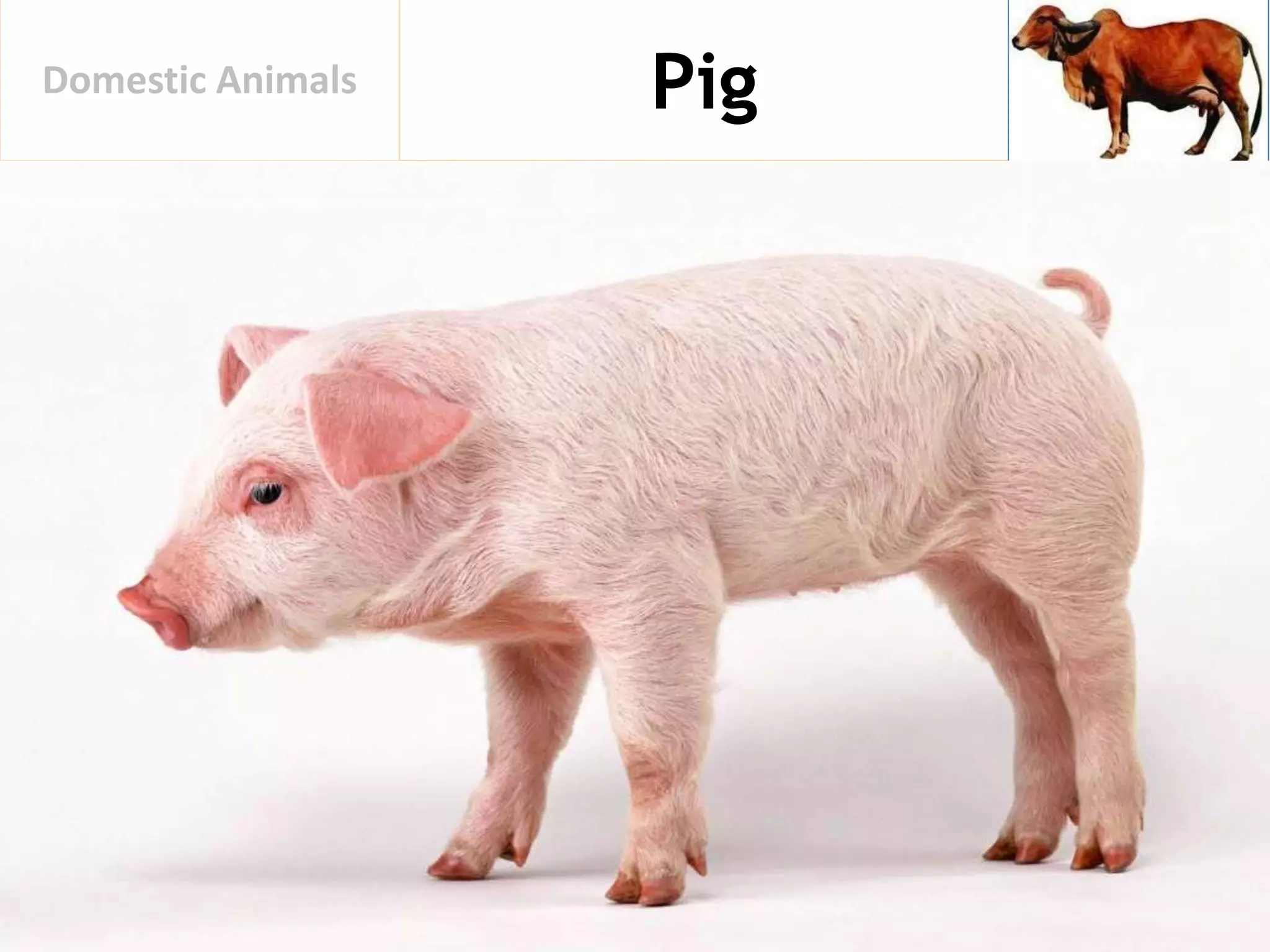 PigDomestic Animals