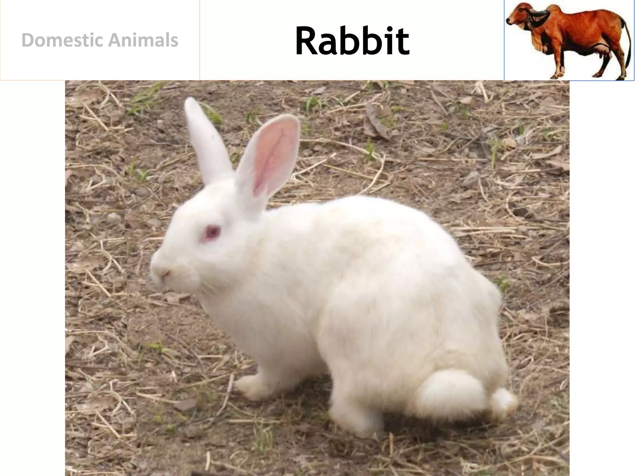RabbitDomestic Animals
