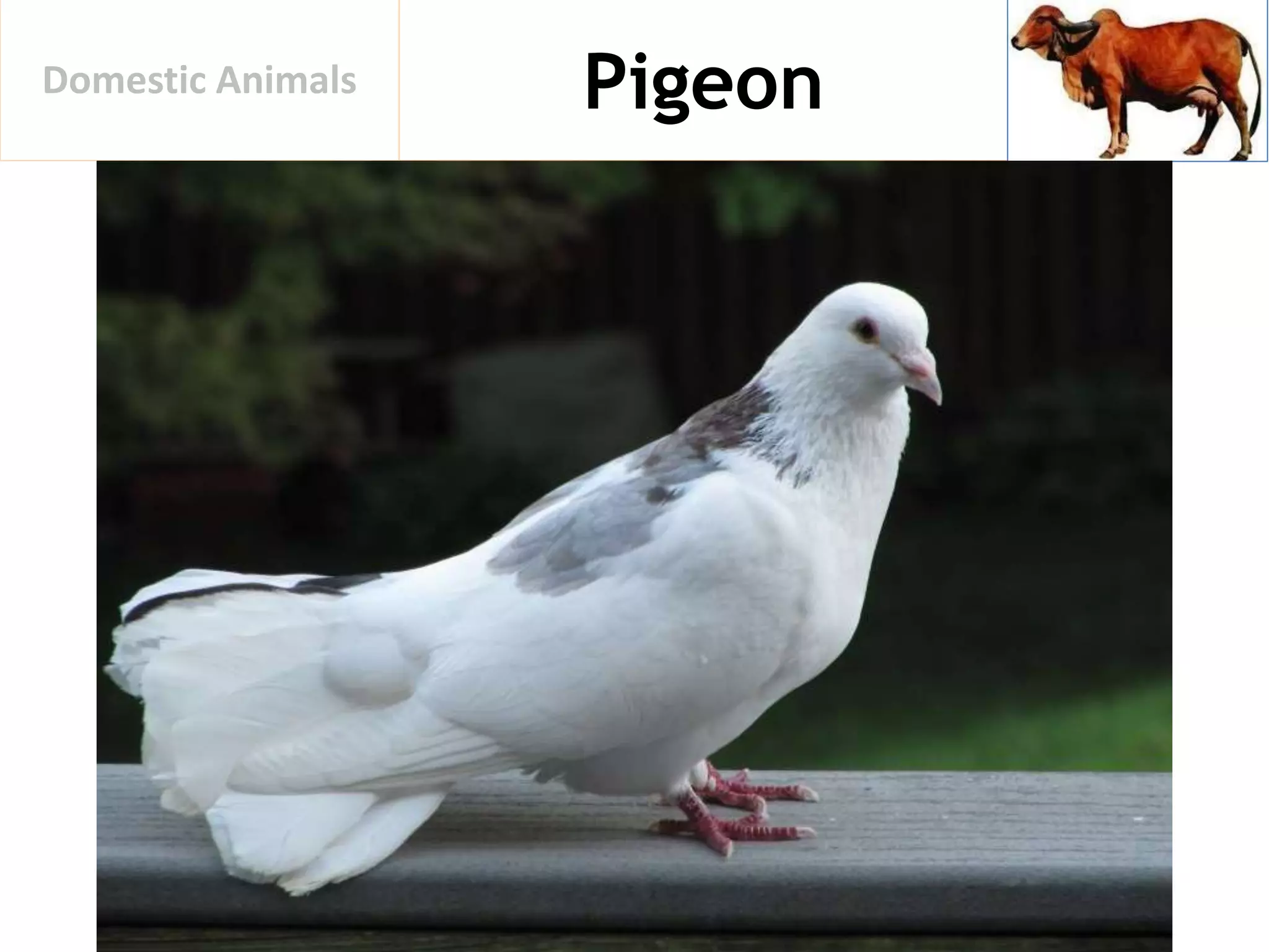 PigeonDomestic Animals
