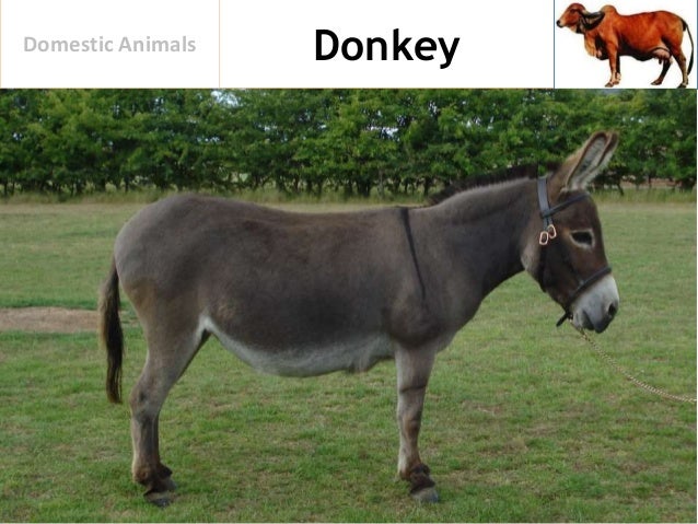 domestic animals