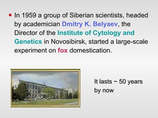 In 1959 a group of Siberian scientists, headed by academician  Dmitry K. Belyaev , the Director of the  Institute of Cytology and Genetics  in Novosibirsk, started a large-scale experiment on  fox  domestication.  It lasts ~ 50 years by now 